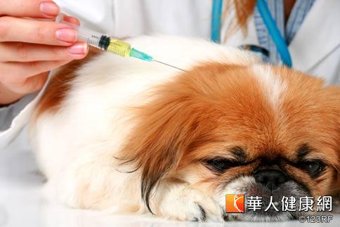 犬貓心絲蟲用藥可分為預防性和治療性2種，其中治療用藥以針劑為主，每個療程需注射2劑。
