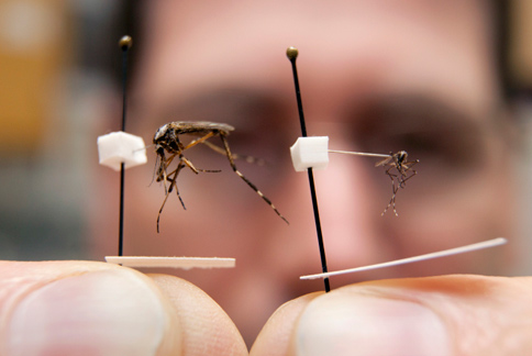 美國佛羅里達州今年夏天出現超巨大蚊子，防蚊成為當地民眾必要任務。（圖片／取材自美國《TIME》網站）
