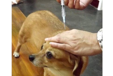 台灣淪為狂犬病疫區，飼主帶犬貓施打疫苗，有增多情況，可見已經引起飼主的高度重視。（圖片提供／全國動物醫院）