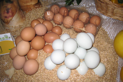 蛋殼、蛋黃顏色，並不能完全代表雞蛋營養。（攝影／駱慧雯）