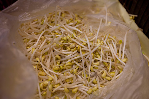 黃豆芽有植物性荷爾蒙與鈣質。（華人健康網／資料照）